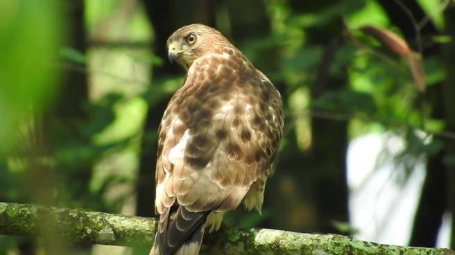 Águilas cuaresmeras en Ibagué