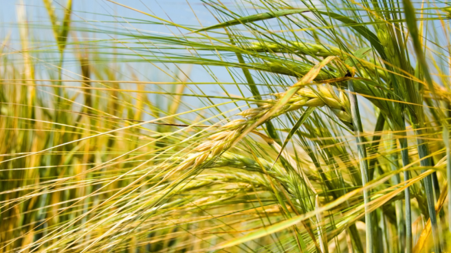 Los cultivos más afectados por El Niño son arroz, plátano, caña de azúcar, yuca y papa.