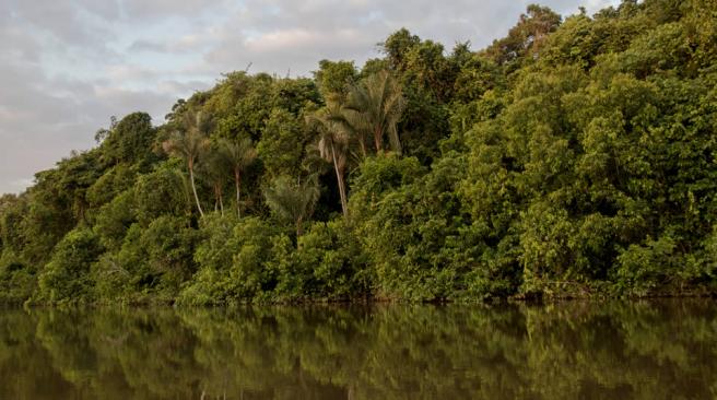 Amazonas 