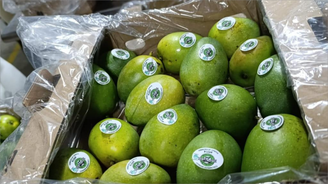 Mango colombiano al mercado de Estados Unidos.