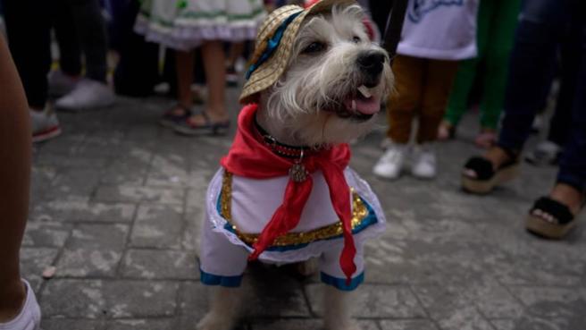 Perro disfrazado 