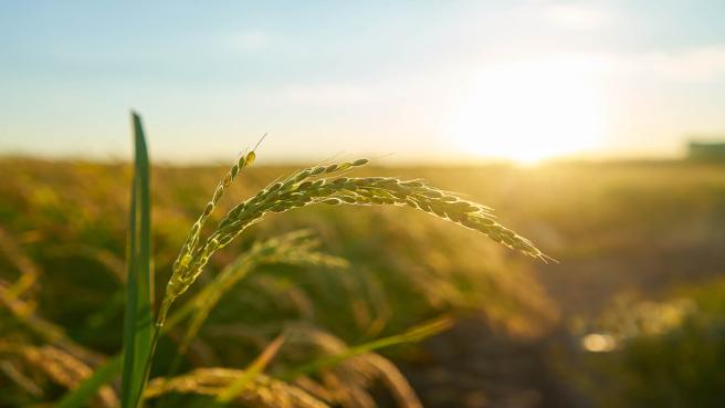 El arro, es un producto básco en la alimentación de los colombianos