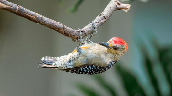 avistamiento-de-aves.jpg