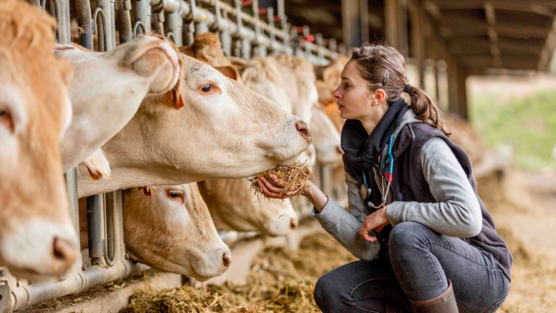 La sanidad animal garantiza la seguridad alimentaria.