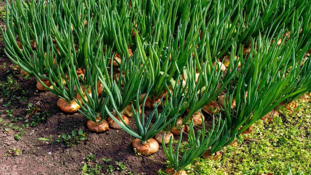 Cultivadores de cebolla y tomate protestan por política agropecuaria del Gobierno.