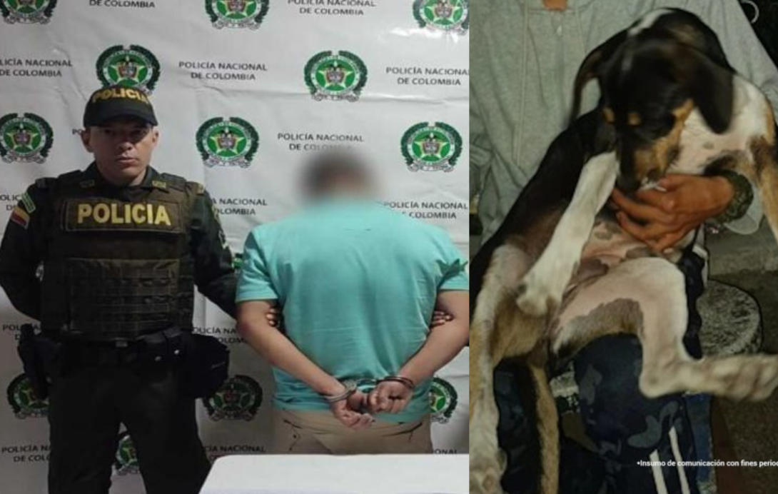 Homicida perrita