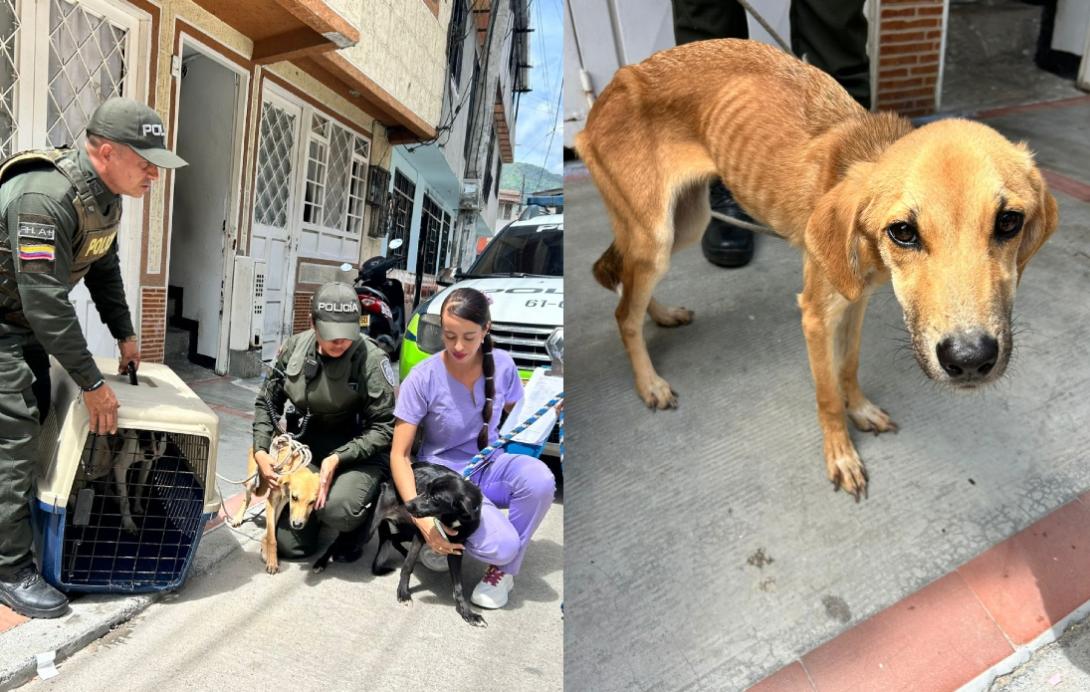 Perritos